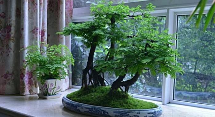  【漂亮】水杉，植物界“活化石”，一节枝条，轻松做一盆漂亮水杉盆景