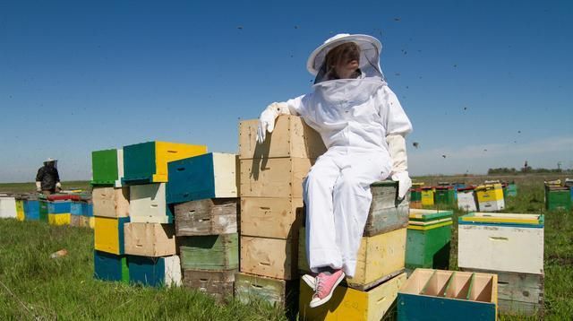  『不难』1群蜜蜂分3群，方法虽不难，却没这种分蜂方法成功率高