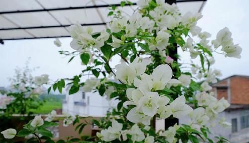  『新房』搬进新房买的杜鹃，三角梅，鸭脚木出现谢花，掉叶，枯叶怎么办