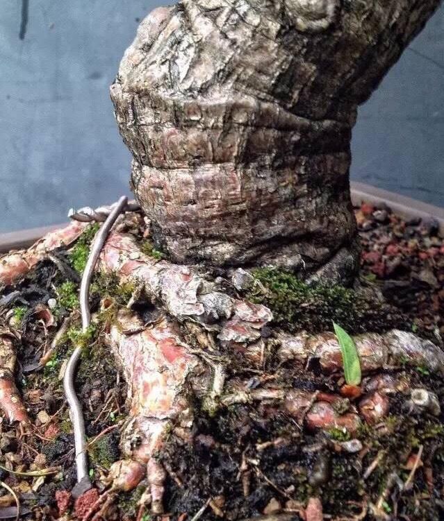  盆土■盆栽玉树长得丑？用“1招”，叶葱翠，枝干壮，姿态优美颜值高
