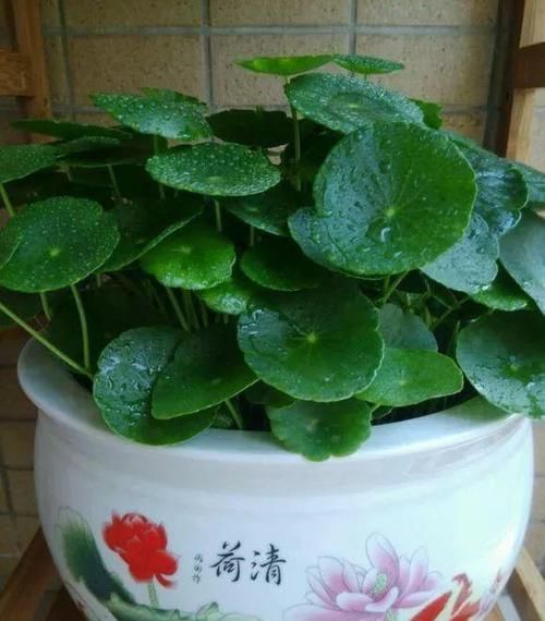 「让铜钱」朋友家养的铜钱草,不出一个月就能长满盆,叶子巴掌大小