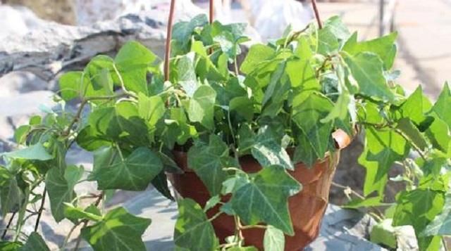  #绿萝#此草外形胜过绿萝,一年四季都碧绿,竟还是中草药,全草药效极佳