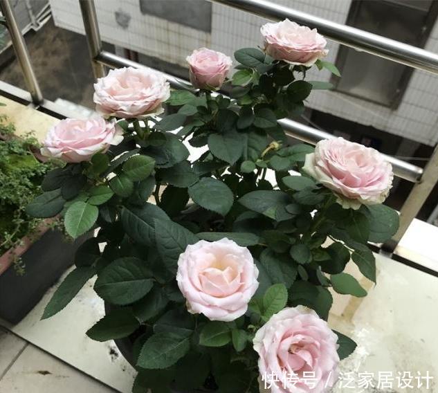 『万能』月季瘦瘦难长,盆里掺点“万能土”,枝粗叶壮,花芽呼呼冒出头