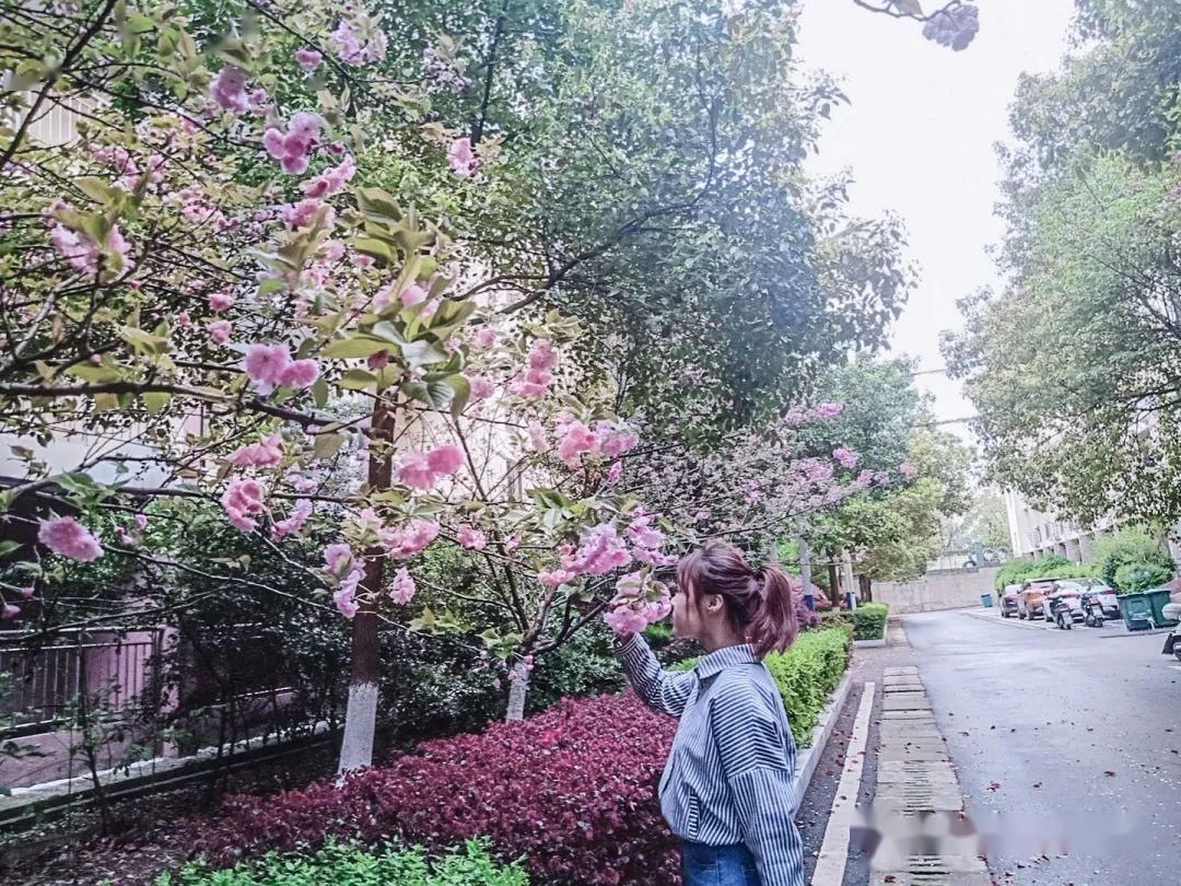  [樱花]美！湖口这里居然有十里樱花，你知道在哪吗？