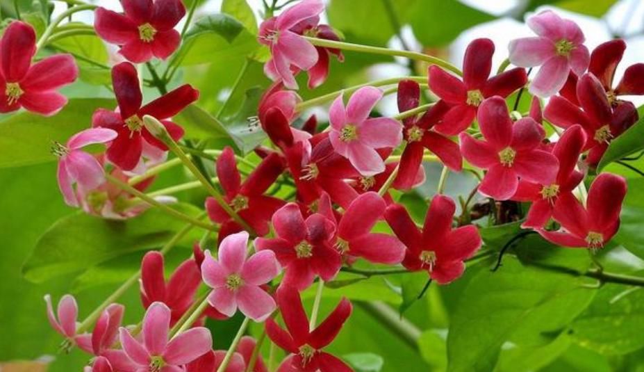  『绿萝』1种“君子花”，比绿萝好养，比君子兰漂亮，花期长、花香四溢！