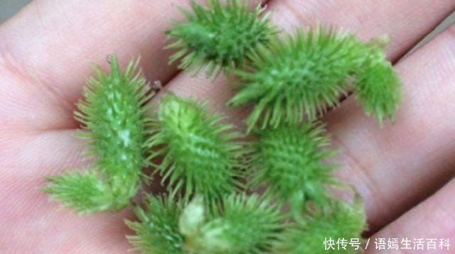  【一身】农村常见的植物，碰一下沾一身，90后都玩过，如今市场
