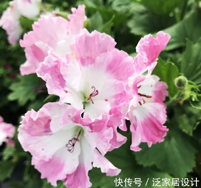 每种■110种天竺葵,每种都超美,看看你认识多少种?
