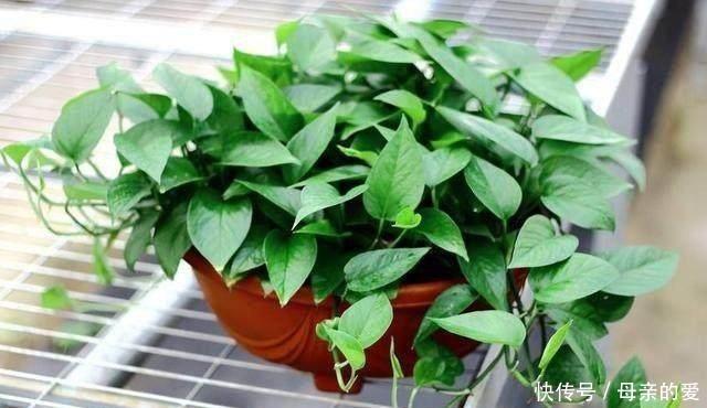  『大爷』他用“西瓜皮”把阳台养成花海，没花一分肥料钱，花疯长还不臭！