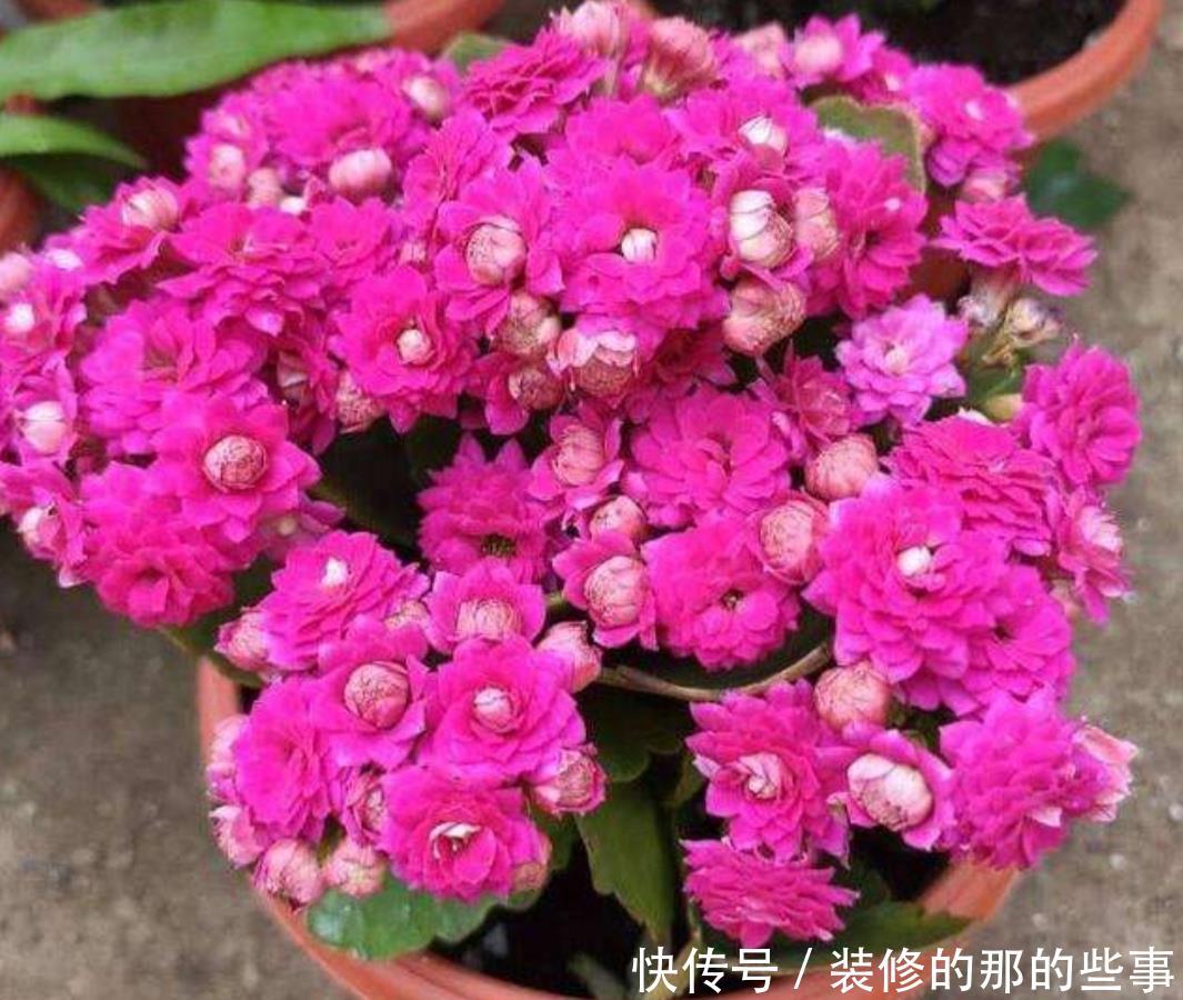 「新枝」长寿花开完花,马上给它做3件事,新枝长得更旺