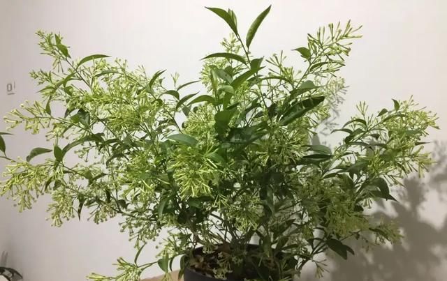「有大」家里养3种花草,有大作用,既能观赏,驱蚊效果还非常好
