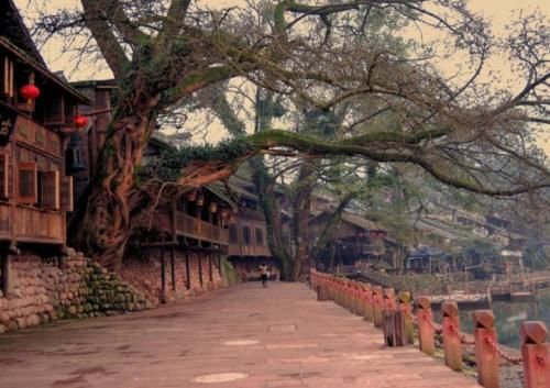 隐藏四川的古镇，有一株不知为何物的奇树，夜晚会变身烟雨柳江
