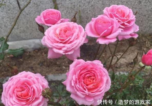  事宜：春天，正是让月季花开爆盆的好时期，2件事宜多做，别错过了