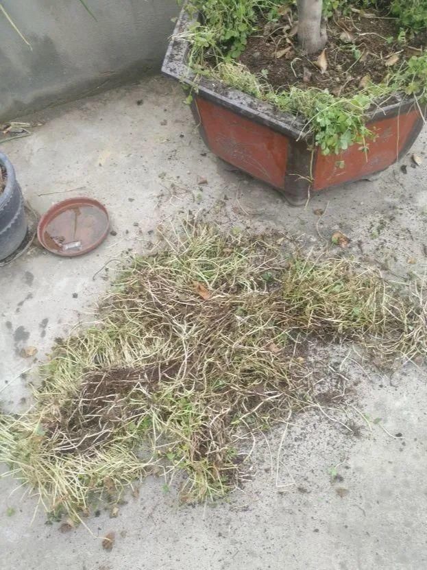  慎养■这花要慎养，每年砍掉3麻袋，照样蹭蹭长