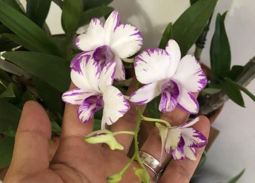  石斛■盆栽石斛兰根系越多越好吗？狠心剪平根部根，变多盆还易开花爆盆
