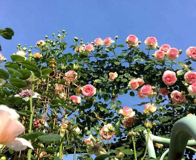  『龙沙宝石』家有露台庭院，五种花选择2、3种，开花一夏天，爬满围墙开满阳台
