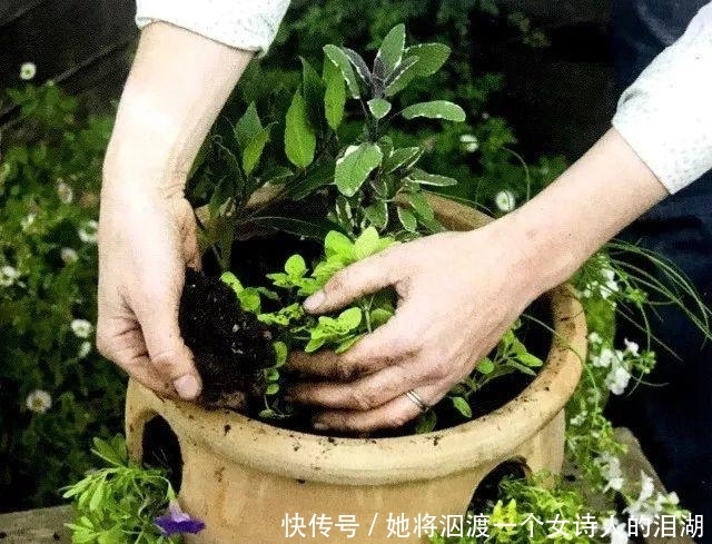  可赏：春暖花开之际赶紧播下香草种子, 可观可赏还能让你家餐桌喷香