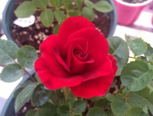  #阳光#它是公认的阳台宠儿，颜值胜玫瑰，花香胜茉莉，好养耐活，超赞！