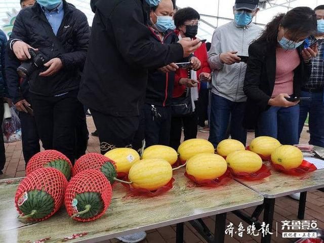 章丘@章丘高官寨甜瓜熟了!到大棚里看看尝尝甜到心里