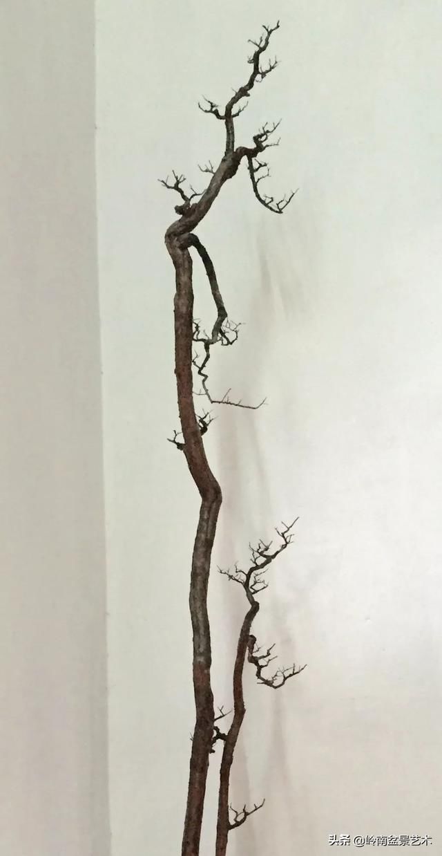 『作品』岭南珍品——山格木盆景