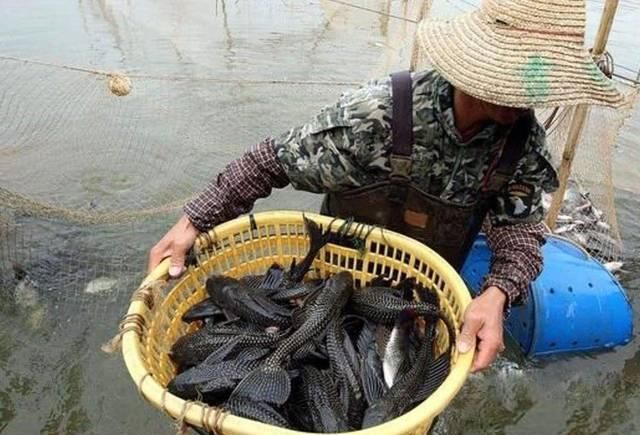  『净化水质』靠吃排泄物为生，曾被农民大量养殖，如今泛滥成灾，吃货也没办法