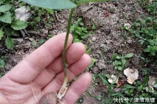 「见到」田地里,1种翠绿的“野草”,人称“半夏”,别轻易铲除,珍贵!
