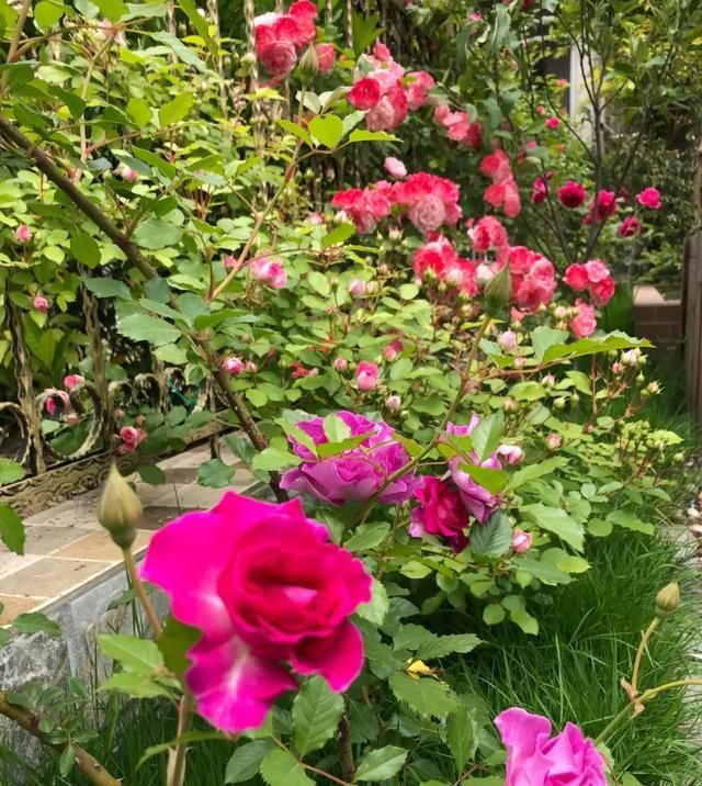  『丰花性好』狼家自育的表现到底如何，戳进来看看花友们的大实话