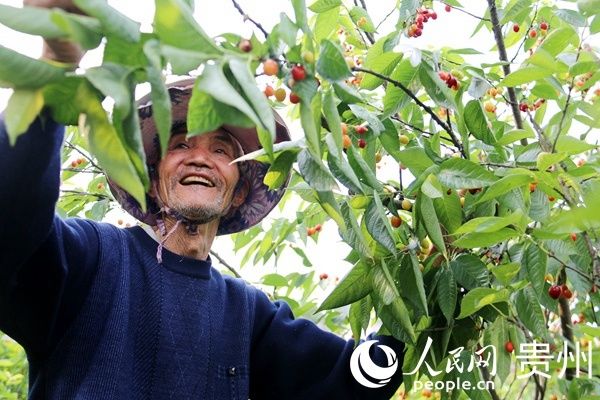  脱贫致富@毕节：栽下樱桃树，他从贫困户变成了村干部