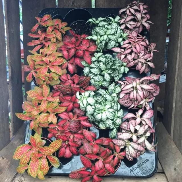  「空气湿度」容易黄叶，植株容易萎蔫的网纹草，掌握这几点后，叶子生长旺盛