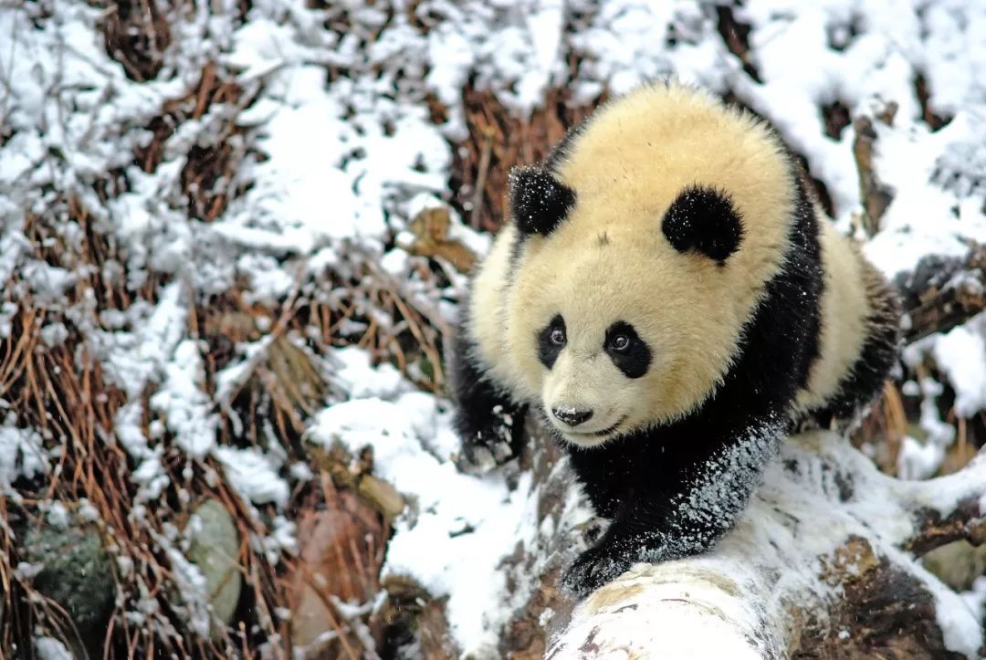 四川这座小城，叫板稻城亚丁，不输江南，藏着亚洲第一云海，高铁