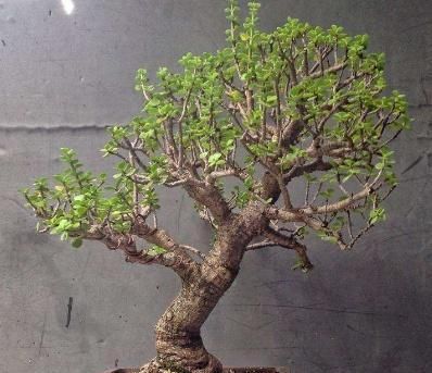 【传家宝】“2种植物”剪一刀,加点“料”,轻松养成盆景,可当“传家宝”