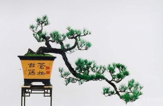 特色悬崖盆景制作方法，提升逼格全靠造型！