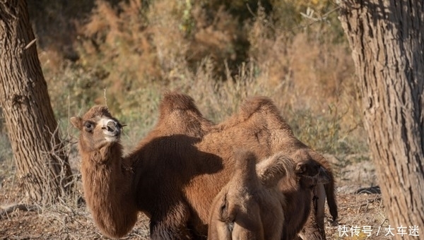生三千年，死后再挺三千年，这里的树木不得了！