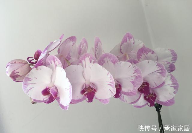  开完：开完花的蝴蝶兰叶片总是软趴趴无精神？营养消耗过度，养根是重点