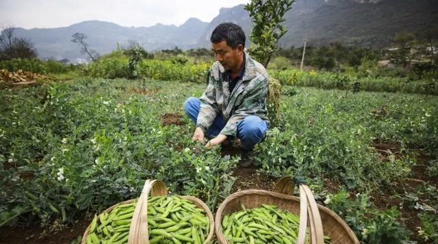  「蔬菜种植」都说种菜赚钱靠“品种”？按这三种思路博品种，今年赚钱机会更大