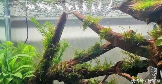 『小钢炮』清缸小钢炮:青苔鼠,吃藻又翻泥,想说爱你不容易