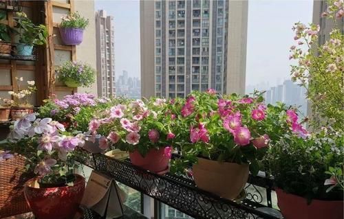  花草：别嫌阳台小，种点花草，感觉真好！