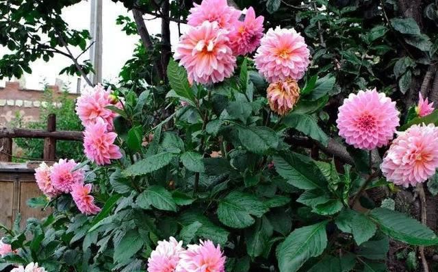  『三角梅』5月开始，3种花要“狠狠晒”，越晒开花越旺，否则开花难、病害多