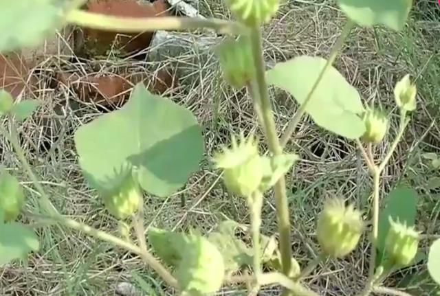  【果实】这种野草在农村经常见到，果实像磨盘，不料价值珍贵很