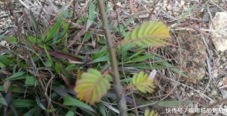  碰见@农村山上这种稀罕物，您有幸碰见请别随意破坏，价值含量真