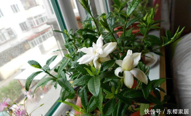 『栀子花』家庭养栀子花,秋季别忘“换盆施肥”,长成一棵树,花多株型美