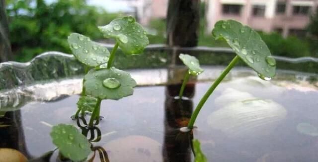 【绿油油】一个玻璃瓶,放几根铜钱草,2个月长满瓶,叶子大又亮,养眼清新