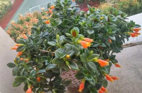  #花香#就喜欢这些花朵，开花贼多，花香飘满屋，开花艳丽惹人喜