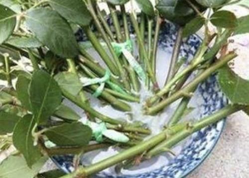 『溶解在水里』扦插花卉,可以用到2种“小药片”,溶水里变“生根剂”,促生根