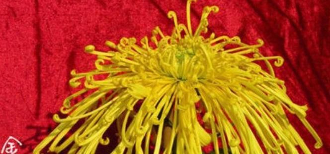  『珍品』喜欢菊花，不如养盆“菊中珍品”，花型丰满，富贵华美