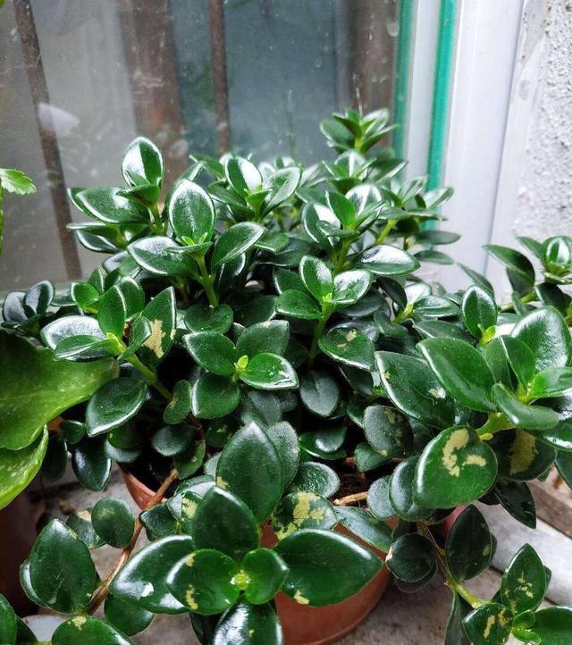 「养护」阳台养1盆这种花,比金边吊兰漂亮,1个种植诀窍,叶翠绿开花多