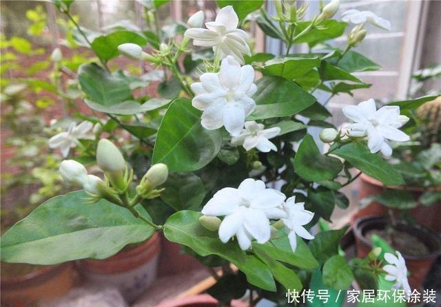 「室内」室内养3种“芳香植物”,叶子香、开花香喷喷,空气清新,睡眠好