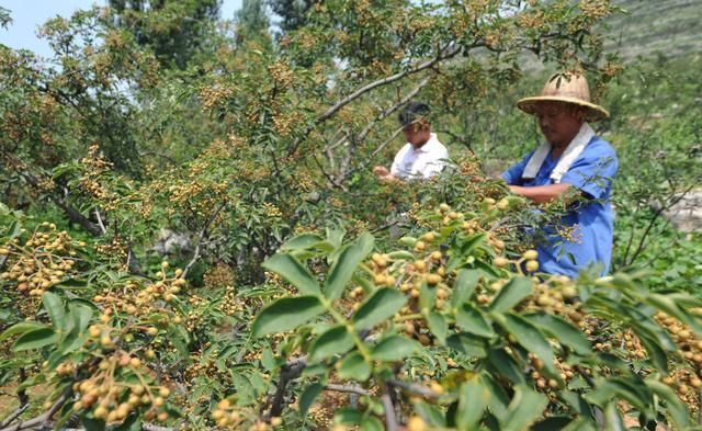 知道吗？今年是早上立秋，立秋早晚有说道？农村3句老谚语有答案
