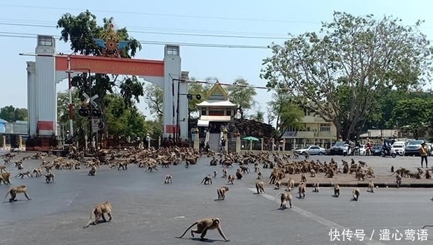 泰国人:泰国人快哭了:中国游客什么时候来,我们的大象都吃不起饭了!