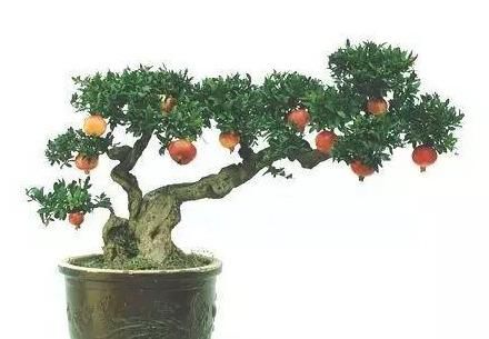 想靠盆栽致富，首先要了解哪些盆景树种成活率更高，来学习一下吧