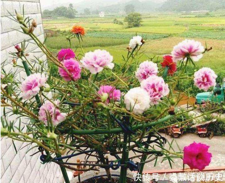  随便■春天“4种花”随便养，长得快开花多，阳台养成“小花园”！